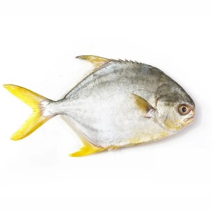 Golden Pompano Whole Fish Frozen (400/600) - 10lbs